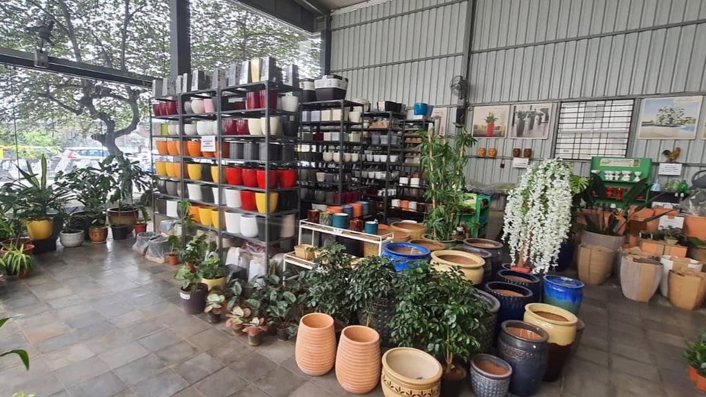 Explore Green Carpet's Plant Nursery In Bangalore