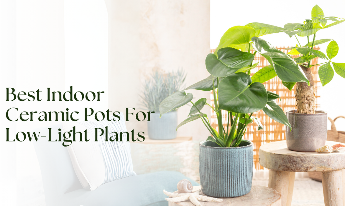 Best Indoor Ceramic Pots For Low-Light Plants