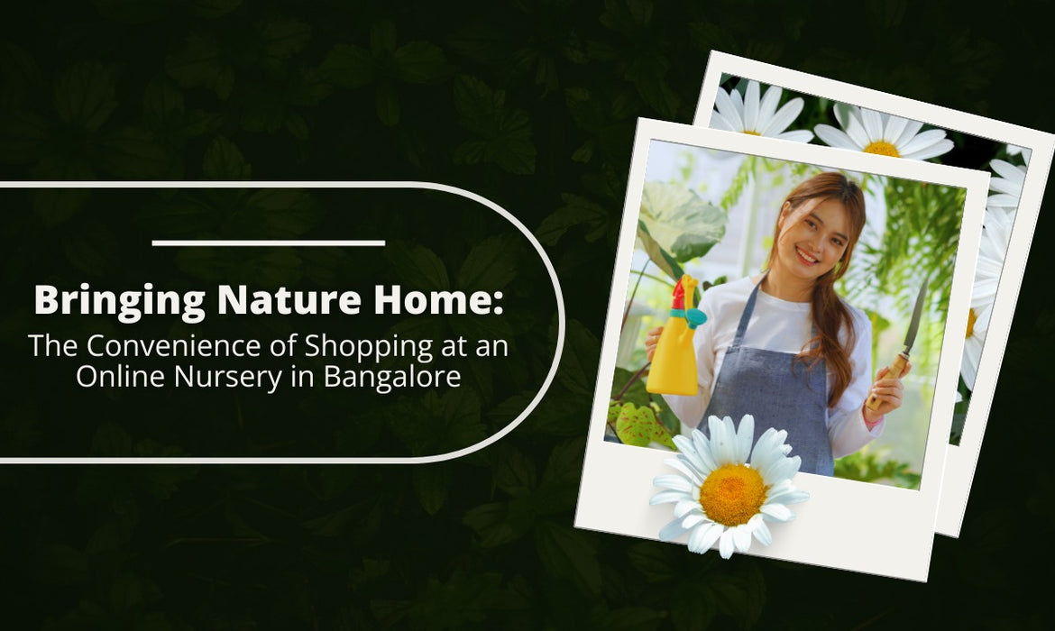 Bringing Nature Home: The Convenience of Shopping at an Online Nursery in Bangalore
