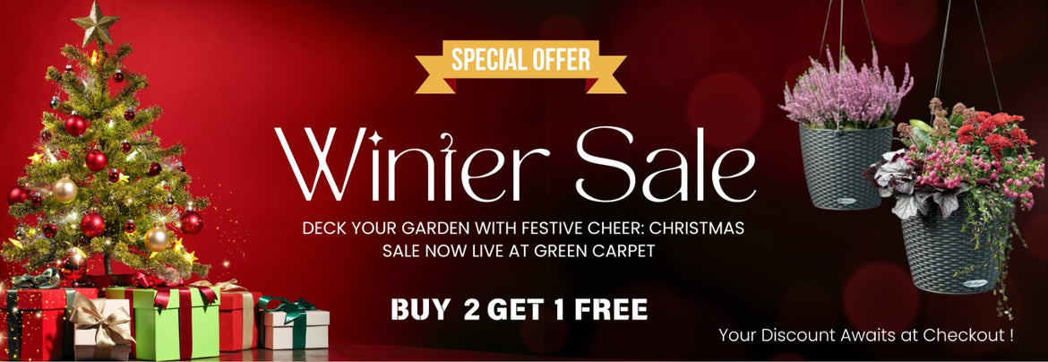 Deck Your Garden with Festive Cheer: Christmas Sale Now Live at Green Carpet