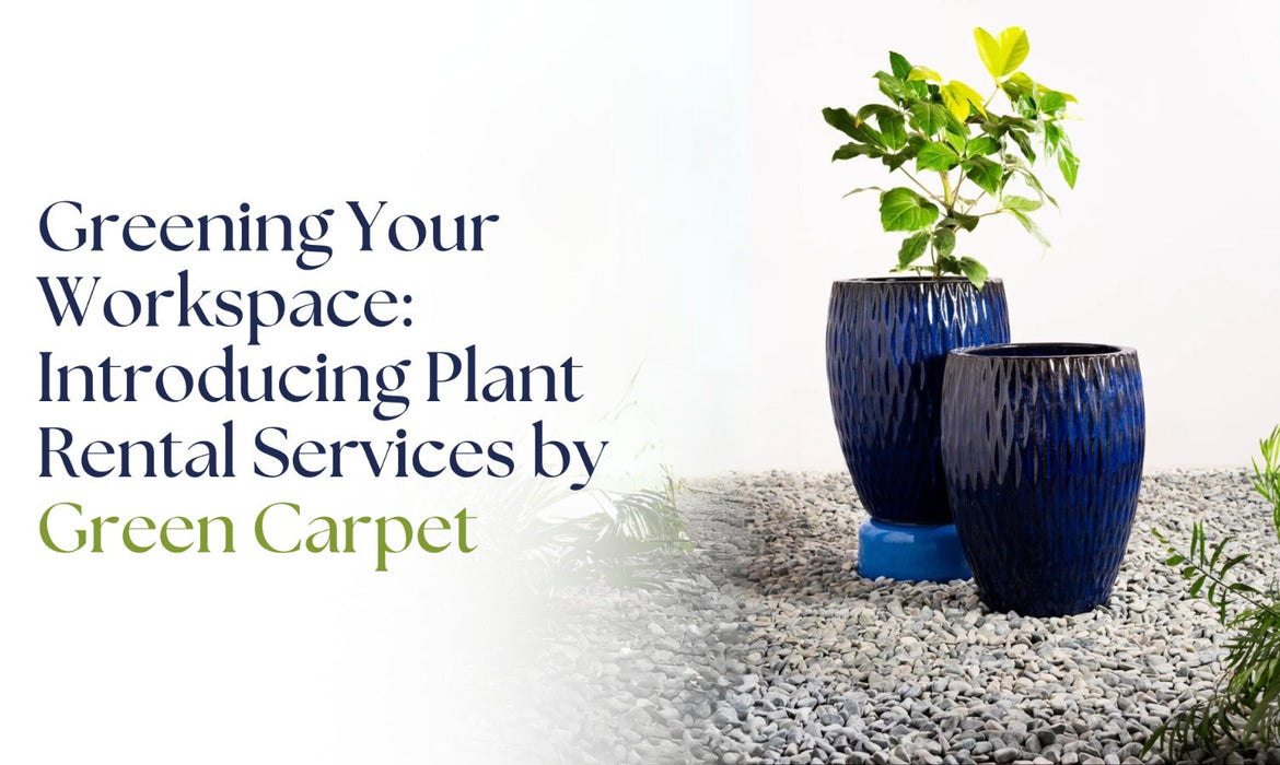 Greening Your Workspace: Introducing Plant Rental Services by Green Carpet