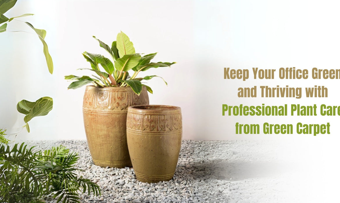 Keep Your Office Green and Thriving with Professional Plant Care from Green Carpet