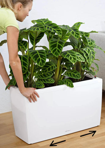 Lechuza Cararo White Self-Watering Planter